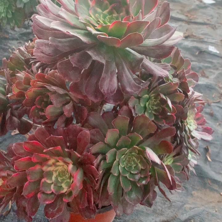 潜***女多肉植物烟花622