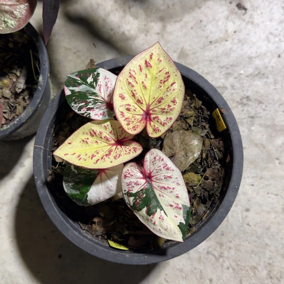 139-0928泰国发货彩叶芋