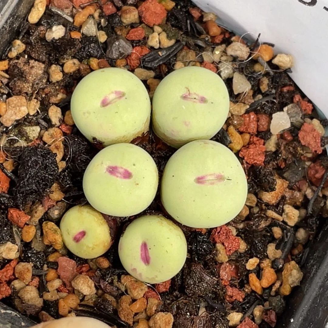15-62嘴多肉植物肉锥