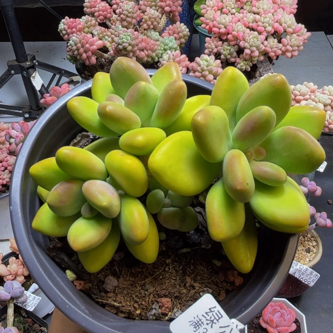 芒果奶酪3717/9cm多肉