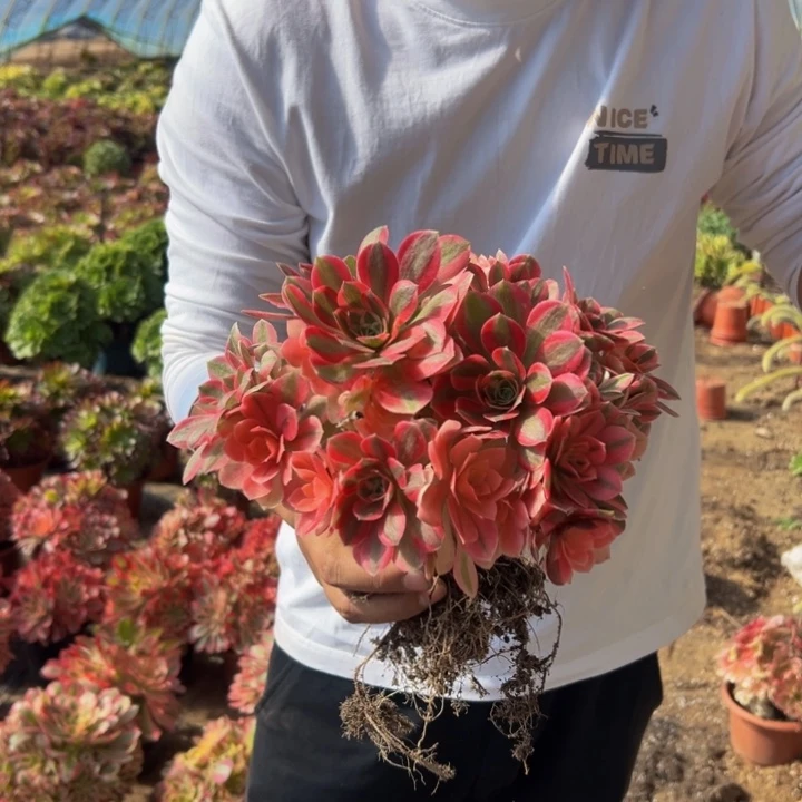 9.9粉女巫母本有砍