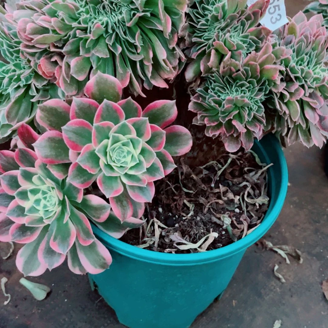 多肉植物553白凤
