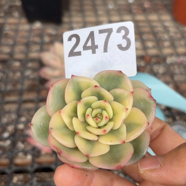 三文鱼锦多肉植物