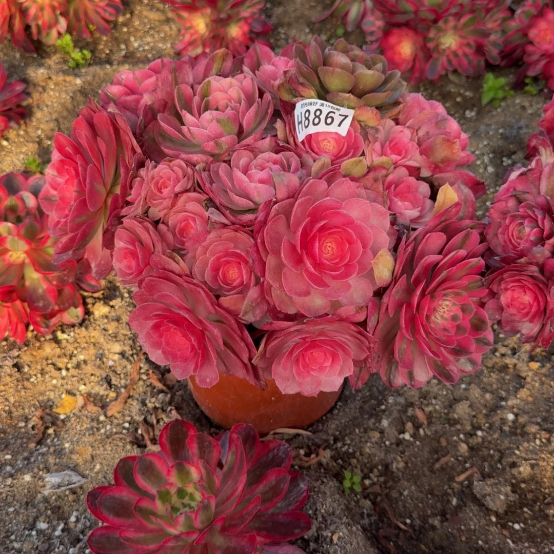 笑*8867荔枝。多肉植物