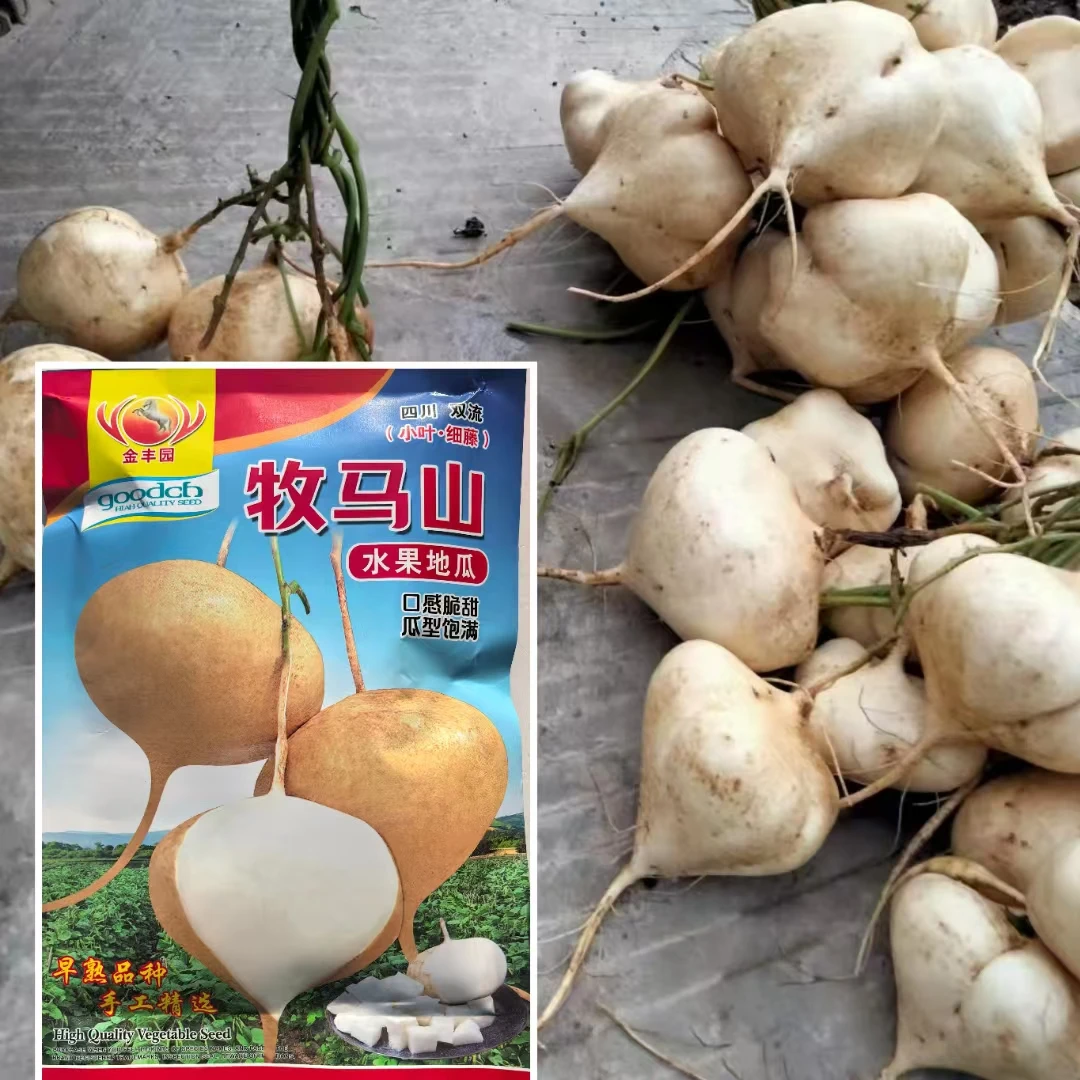牧马山地瓜种子水果凉薯特大香甜早熟白番薯沙葛土瓜四季蔬菜种籽
