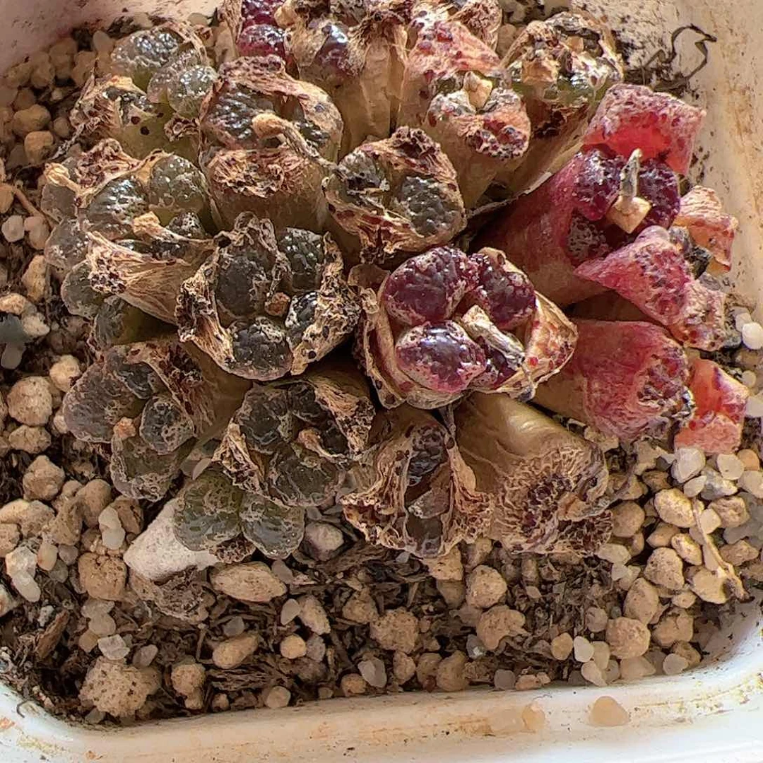 【闪购商品】71 蝴蝶