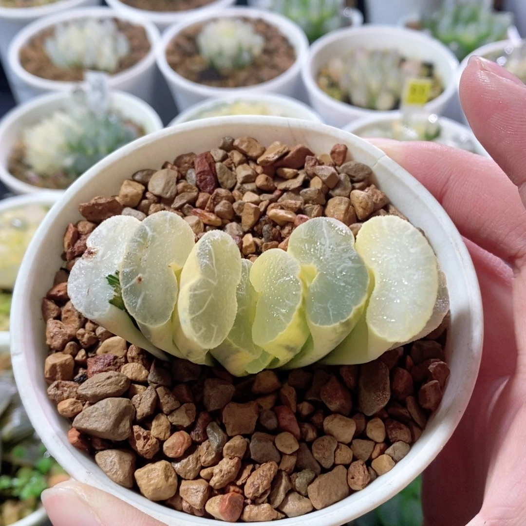 全糊大绳玉扇锦多肉植物