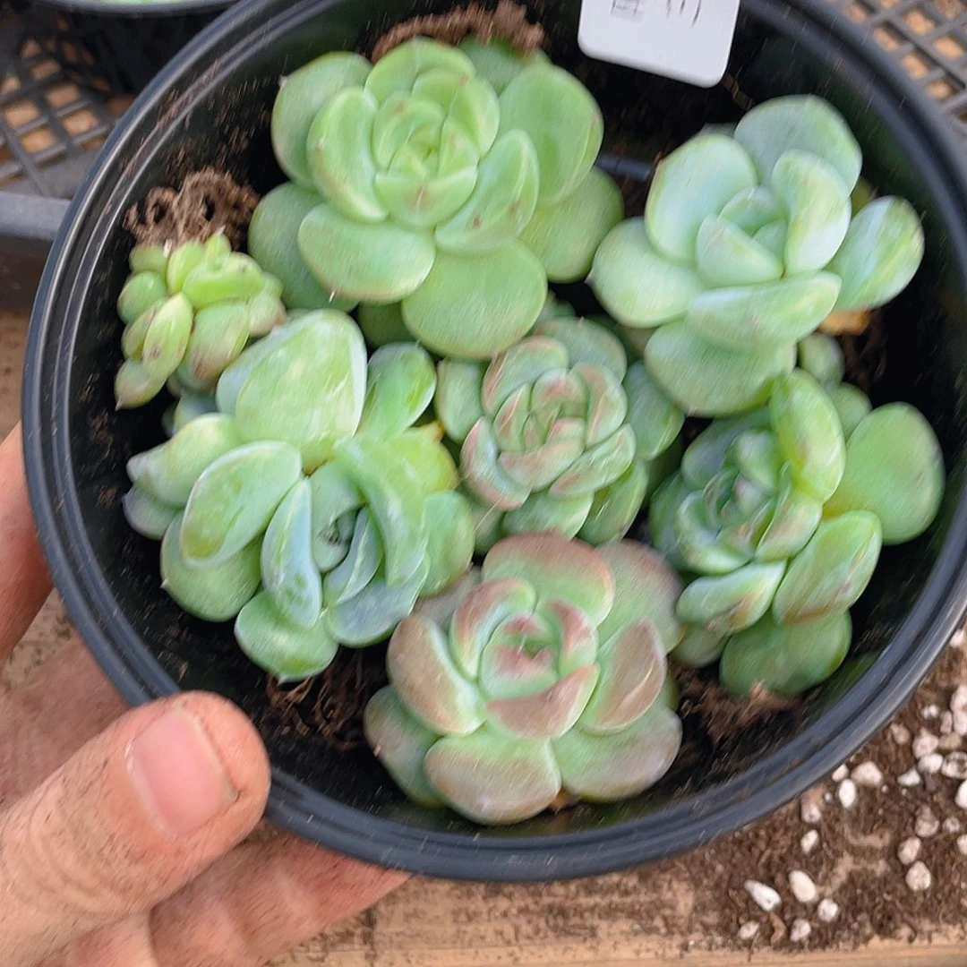 多肉植物多肉植物300