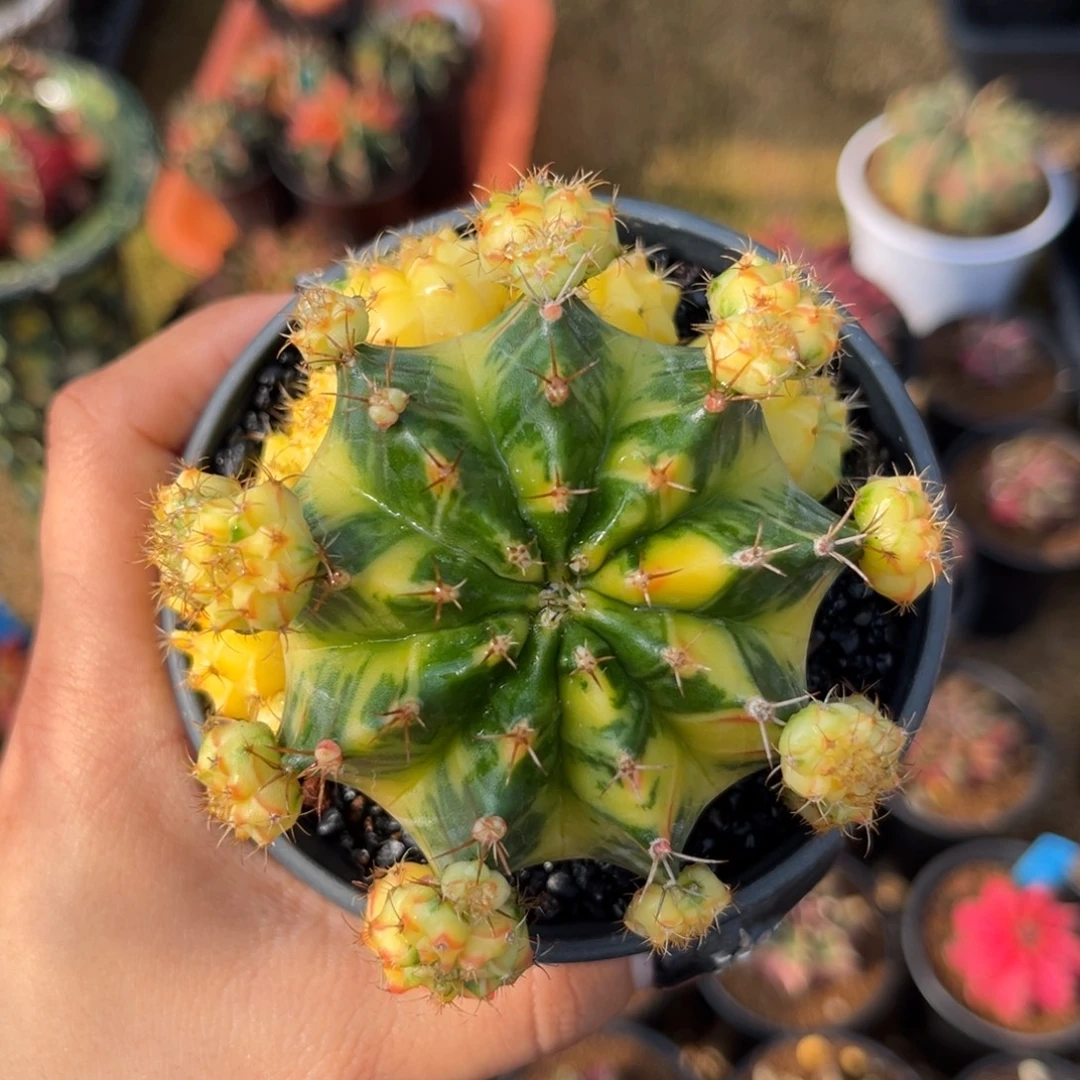 泰系米哈锦 带盆土发货