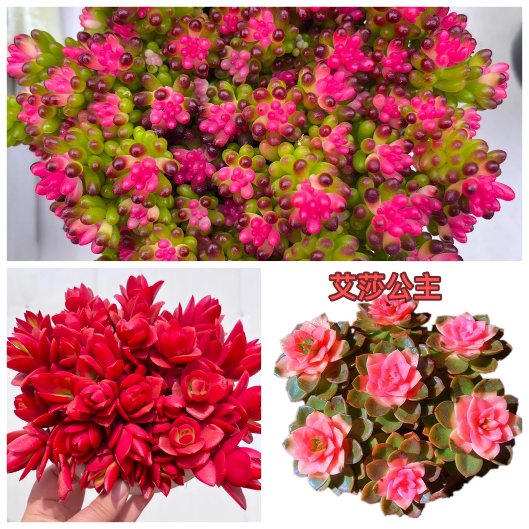 【红百合+龙珠+艾莎公主】带盆带土 多肉植物 耐高温