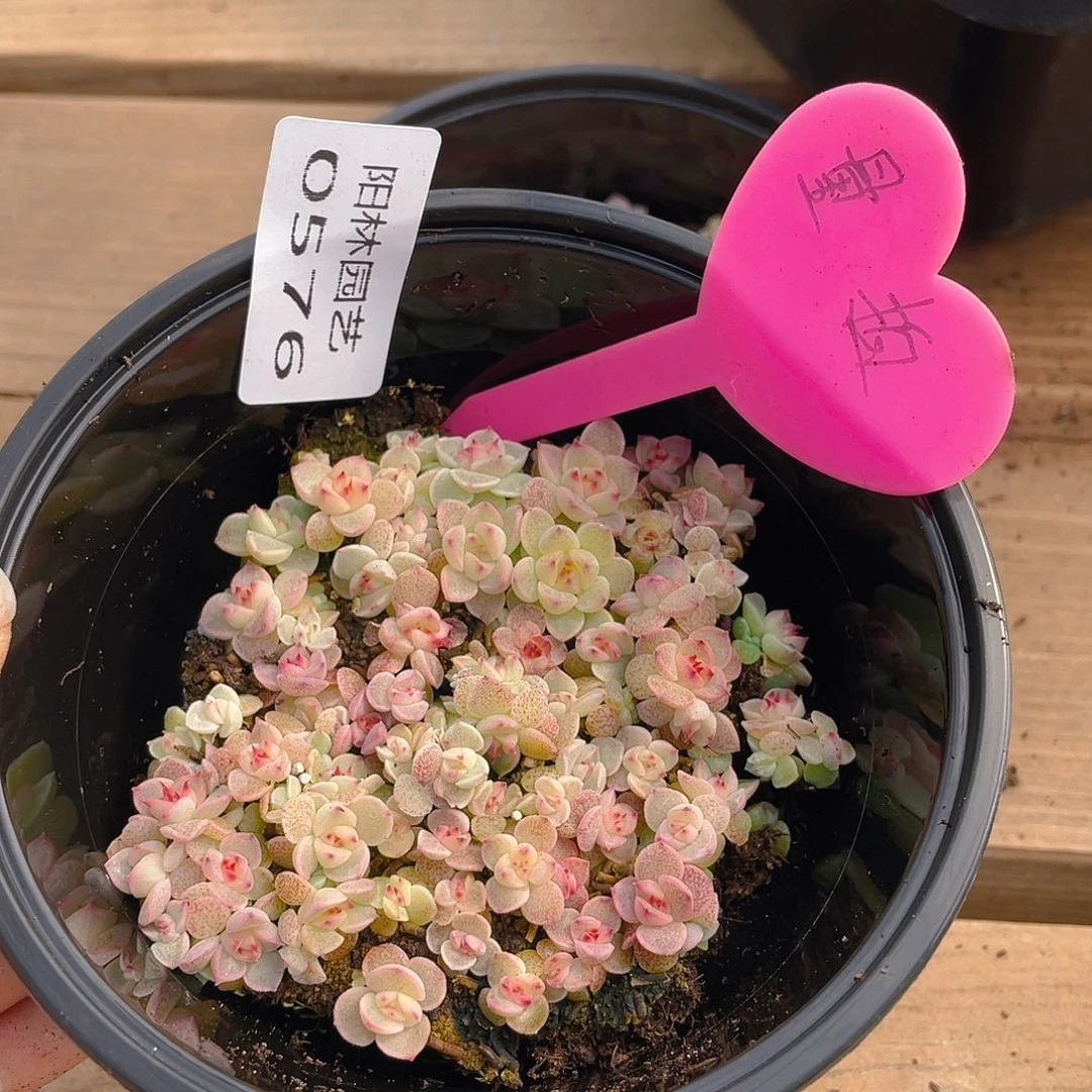 量拍多肉植物多肉植物576