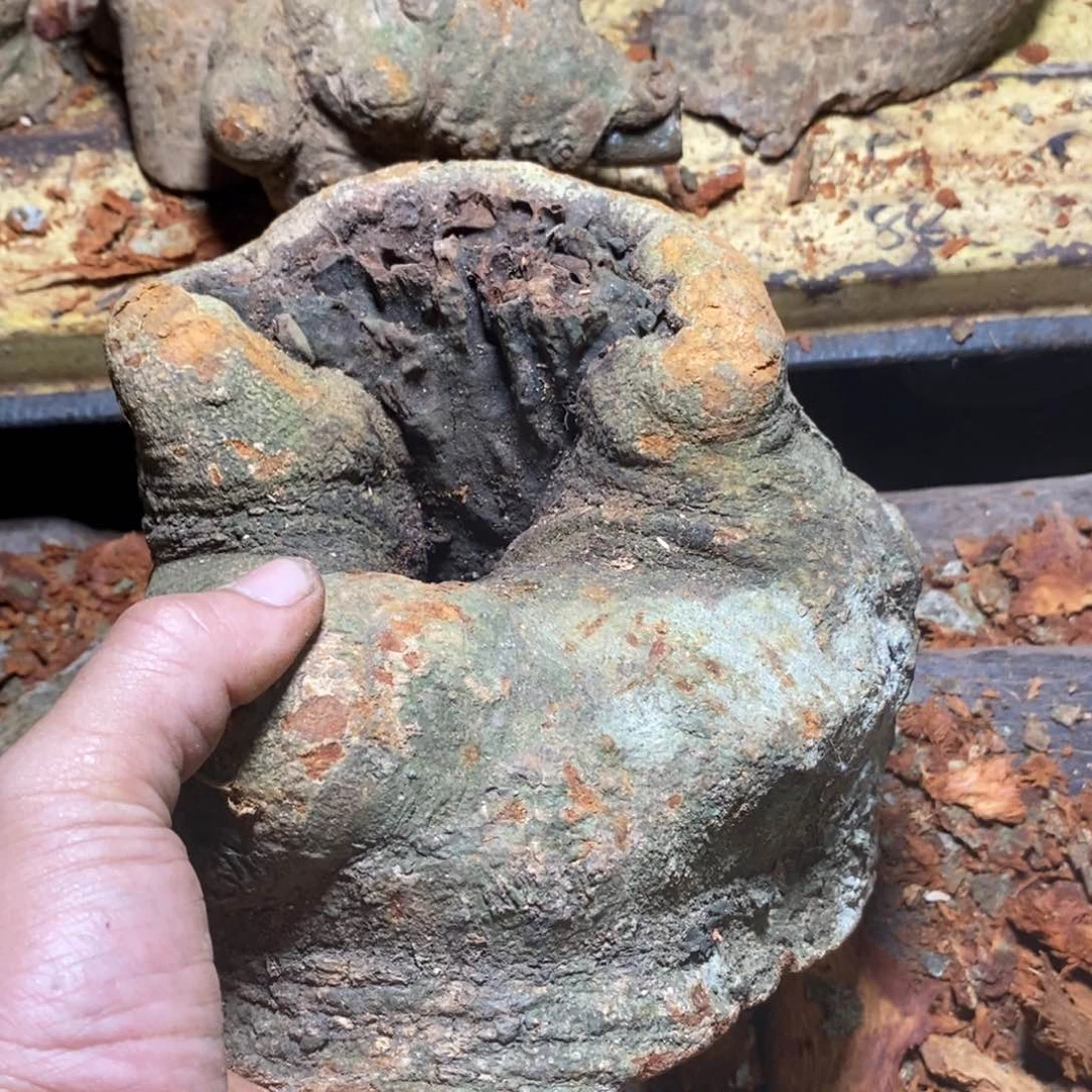 荔枝木无**惧荔枝木原材料