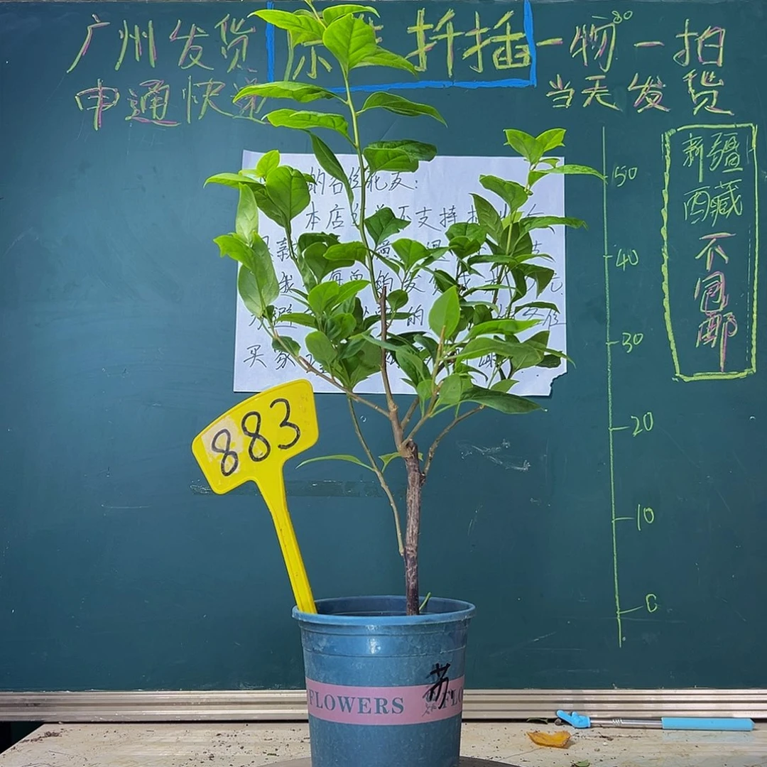当前无花栽培后可以开花苏瓦娜883