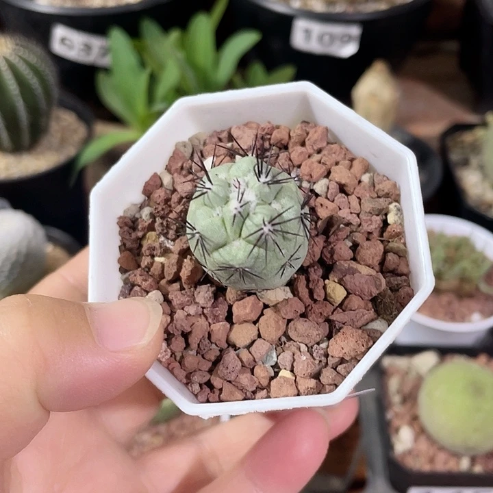 205帝王丸仙人球，