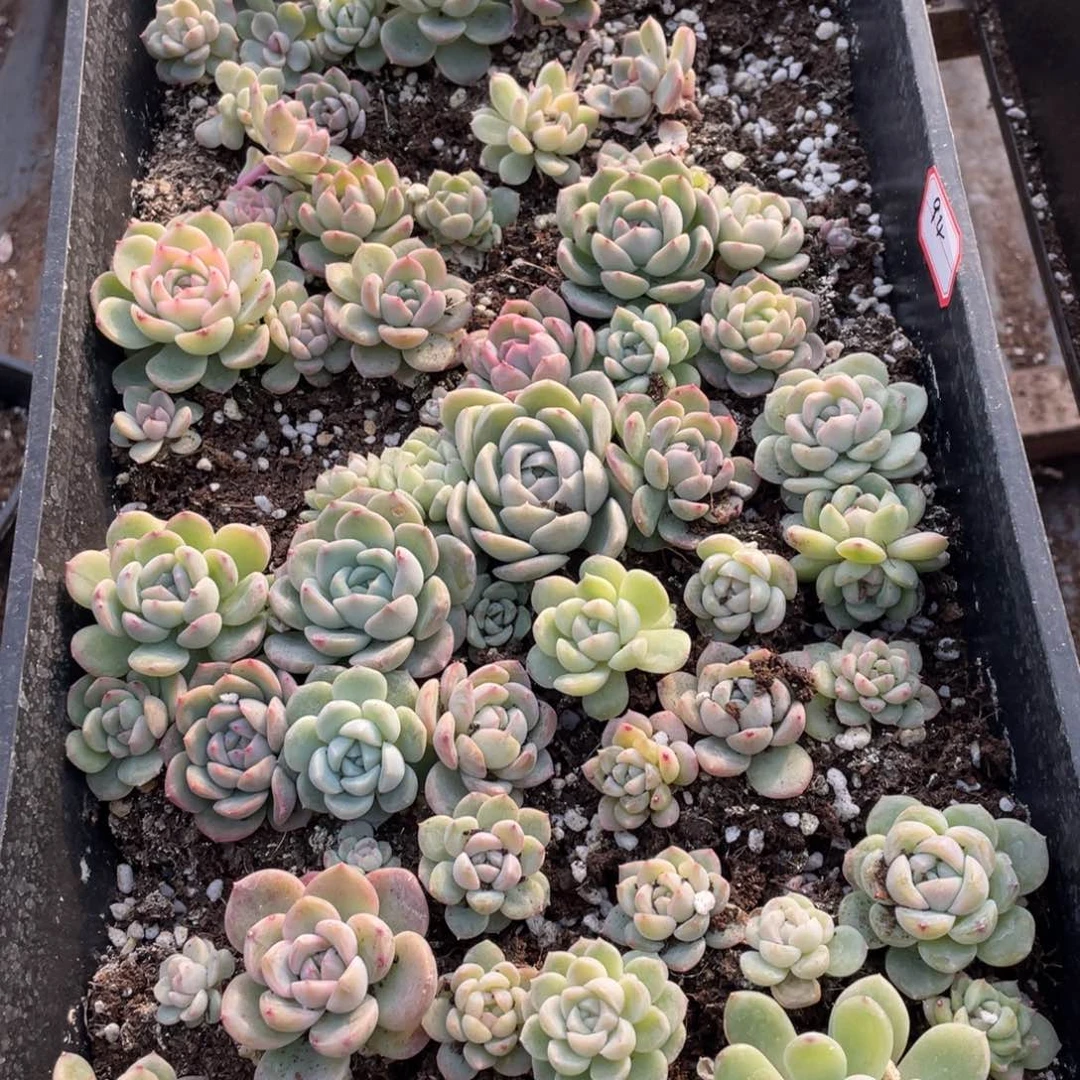 94 欧泊播种苗特价一筐，不包保温不包售后