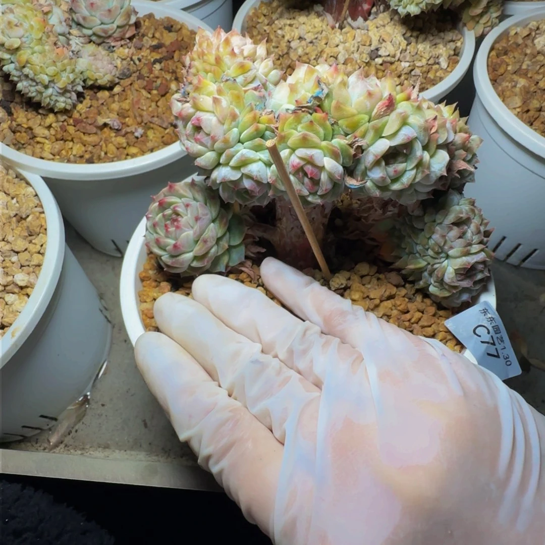 呆*球c c c c c c c c 77