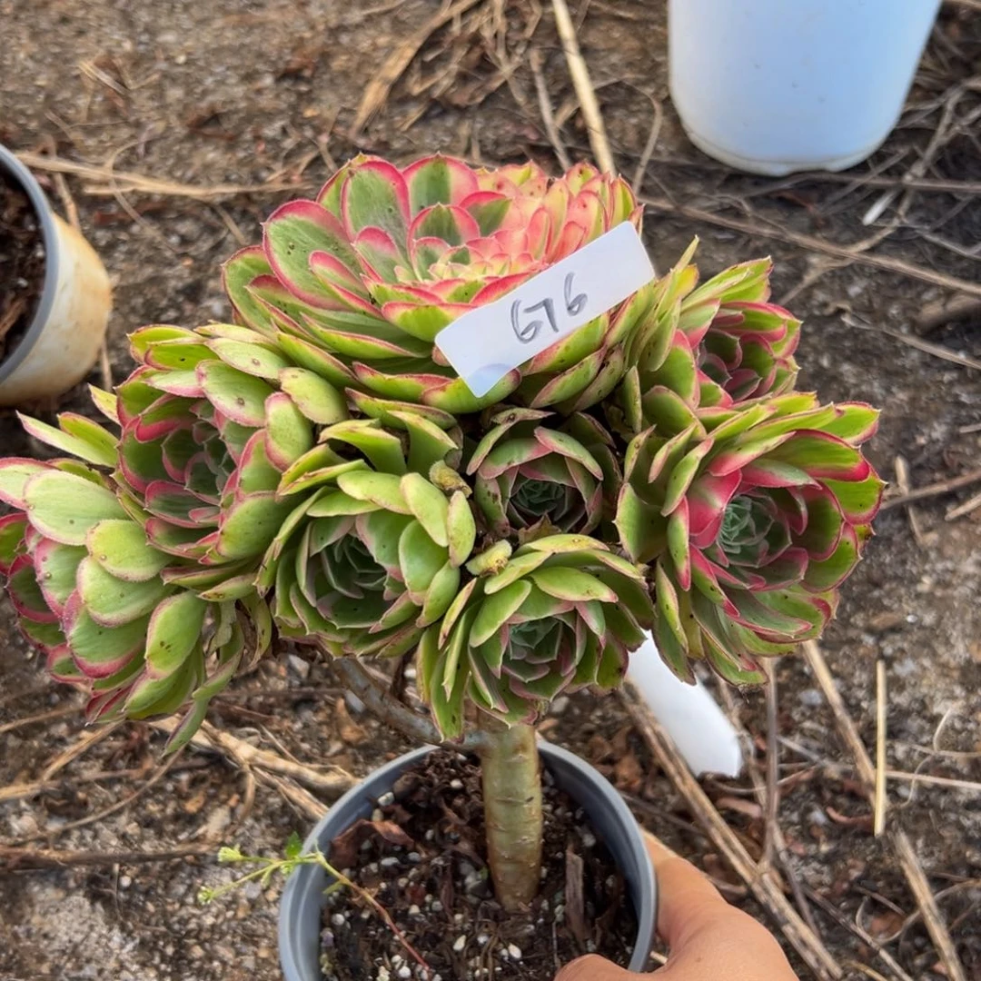 多肉植物676脱土的