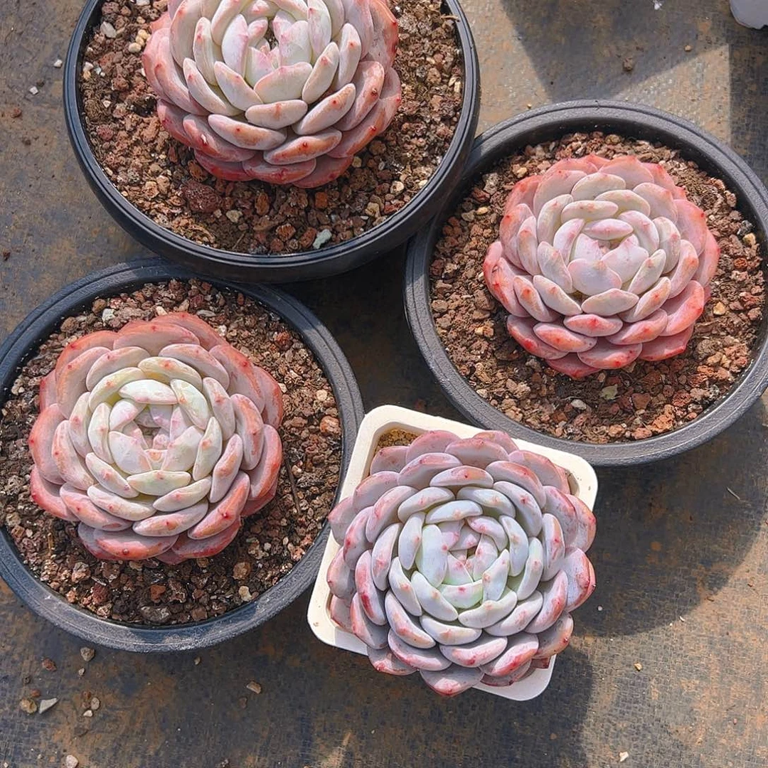 娜**我四颗5022号橙梦露