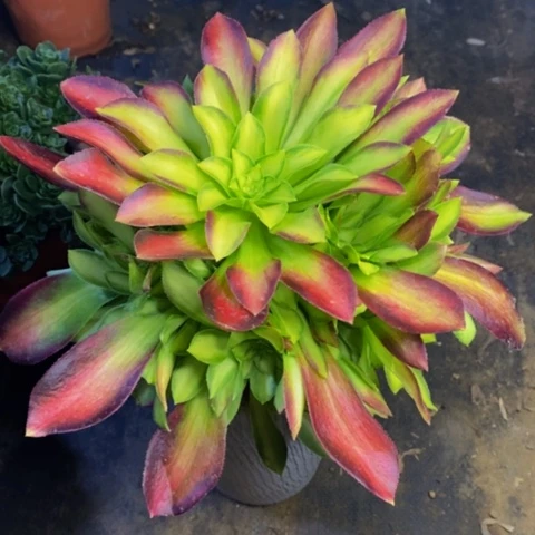 韶华多肉植物量拍