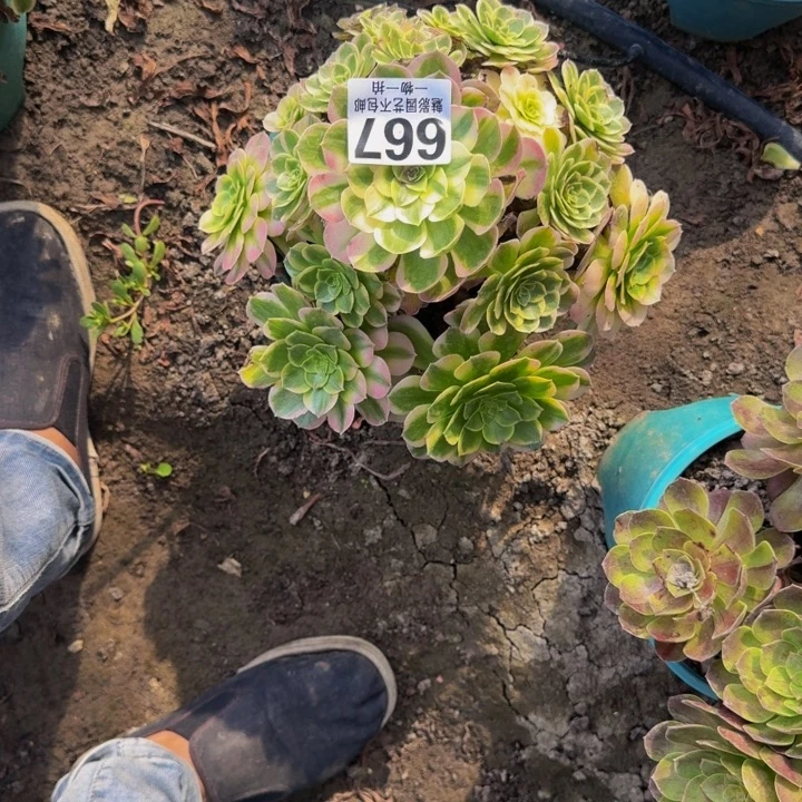 海王花30-41包邮花花