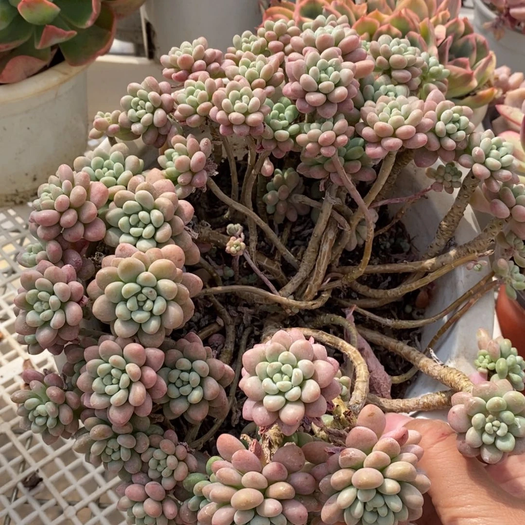 洛可可整桩整群大盆，210杯