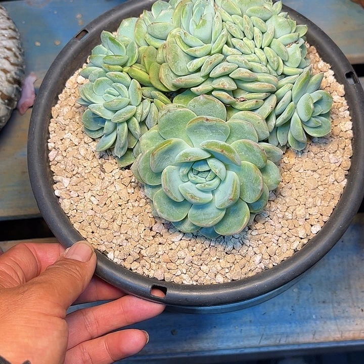 L***y发货多肉植物一物一拍