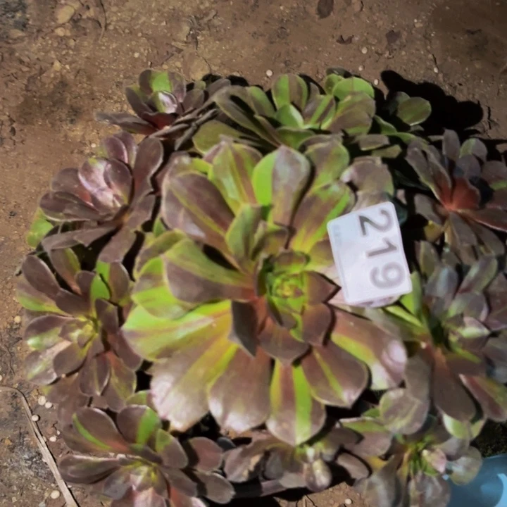 219花月夜多肉植物不售后