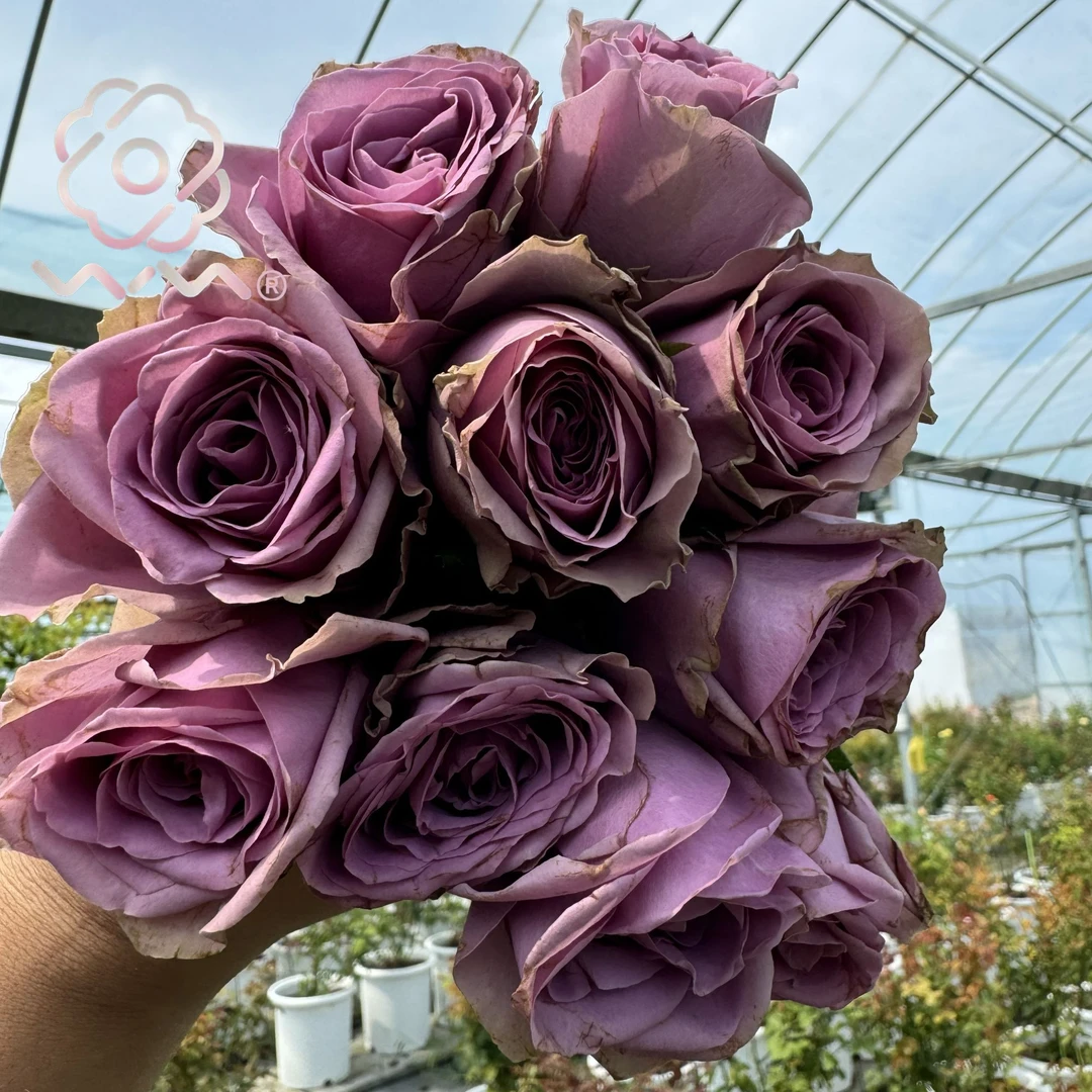 老磨盘【曼紫】月季