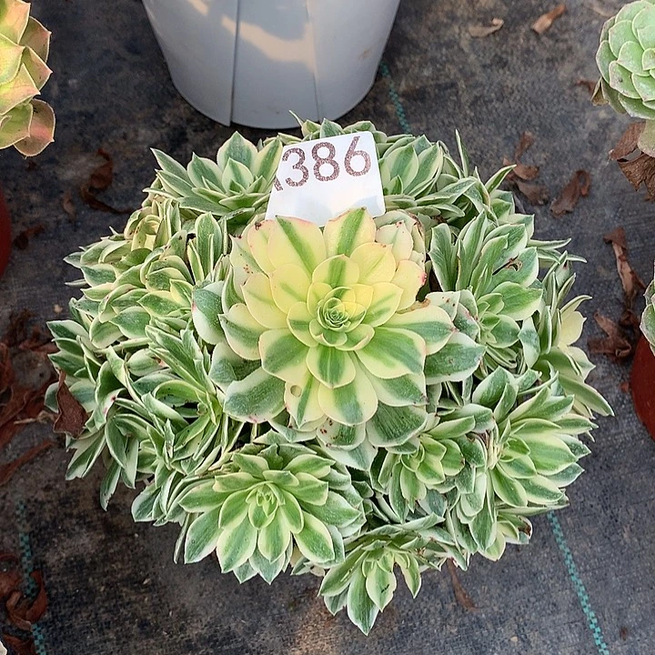 386.伊丽莎白多肉植物