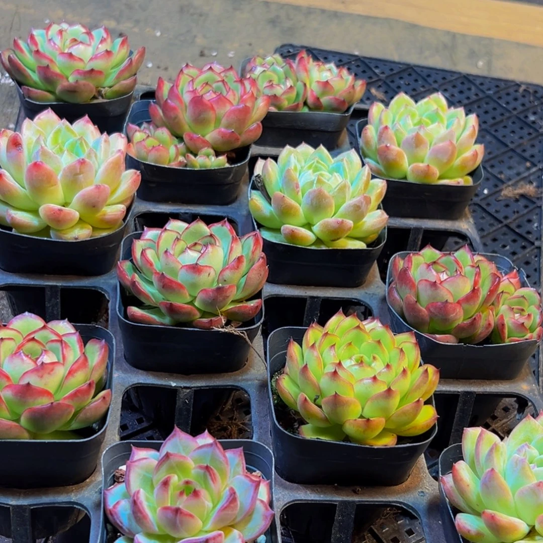 387的人了还钱了吗我不知道我