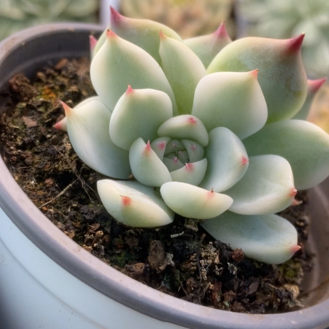 129锦锦锦锦锦锦锦锦