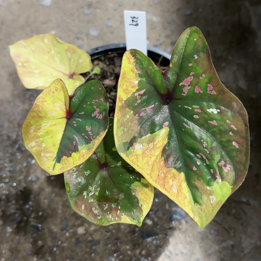 329-0122full moon彩叶芋泰国发货