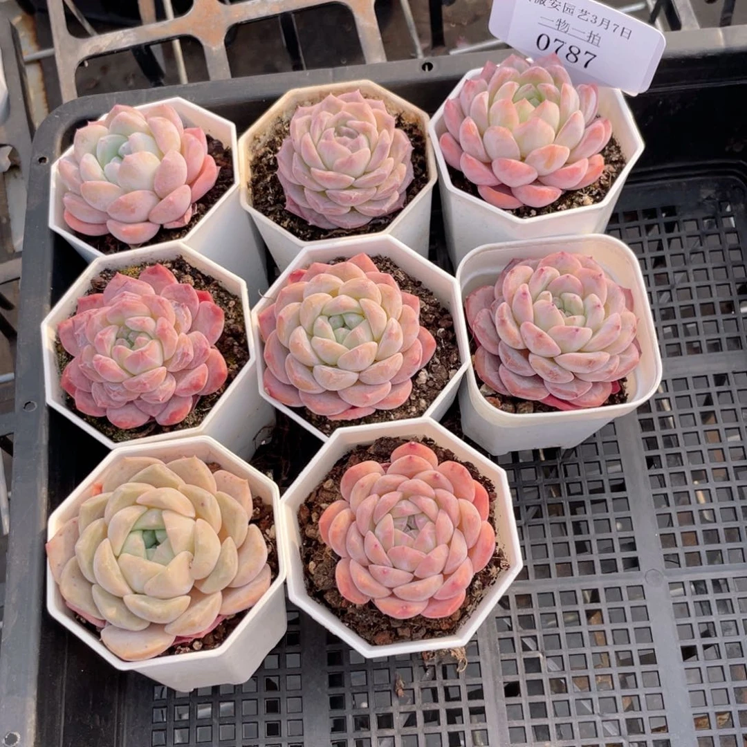 薇薇安园艺多肉0787