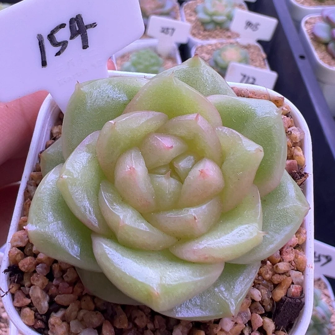 154号玉芷珍妮 晗雨多肉