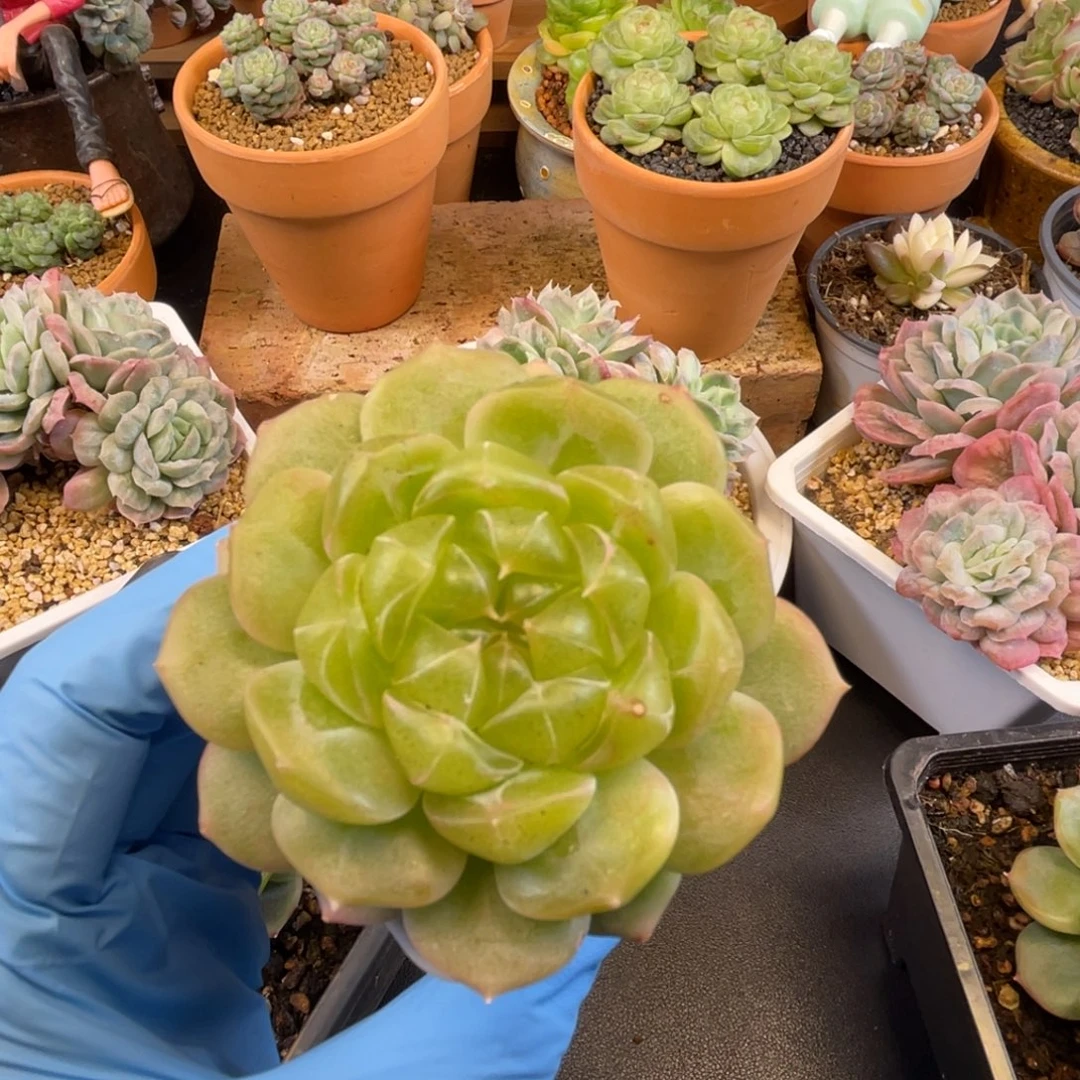 泼天富贵 多肉植物