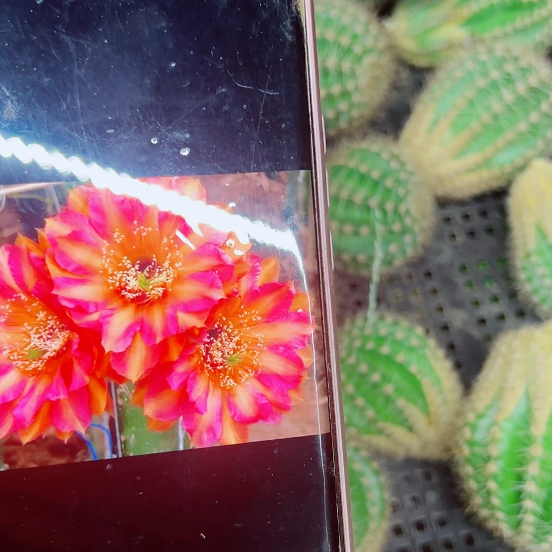 彩草彩虹糖侧芽底部小斑