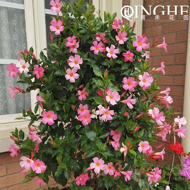 箐禾[飘香藤]多年生花卉绿植盆栽基地直发且容易养护