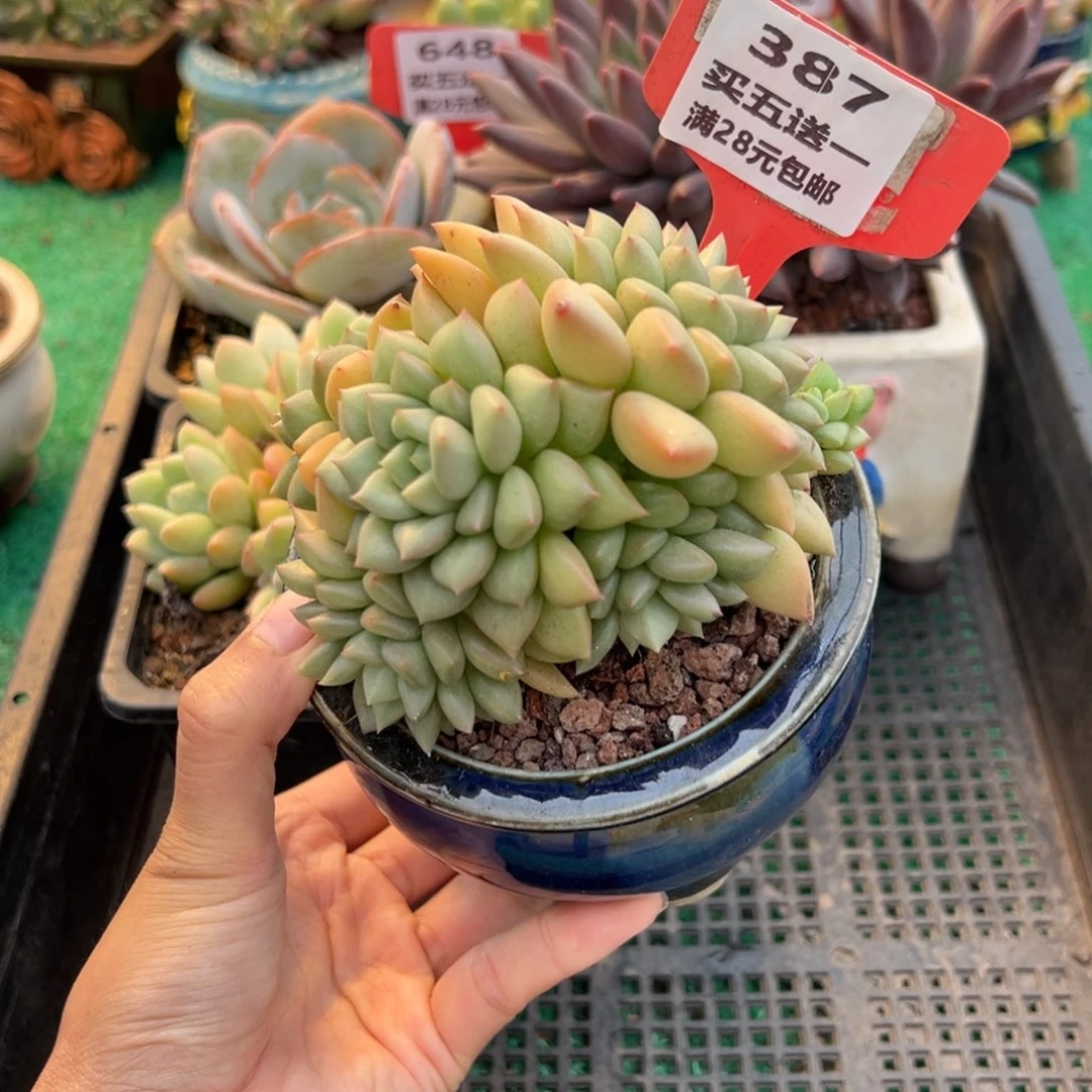表妹精品多肉植物387.