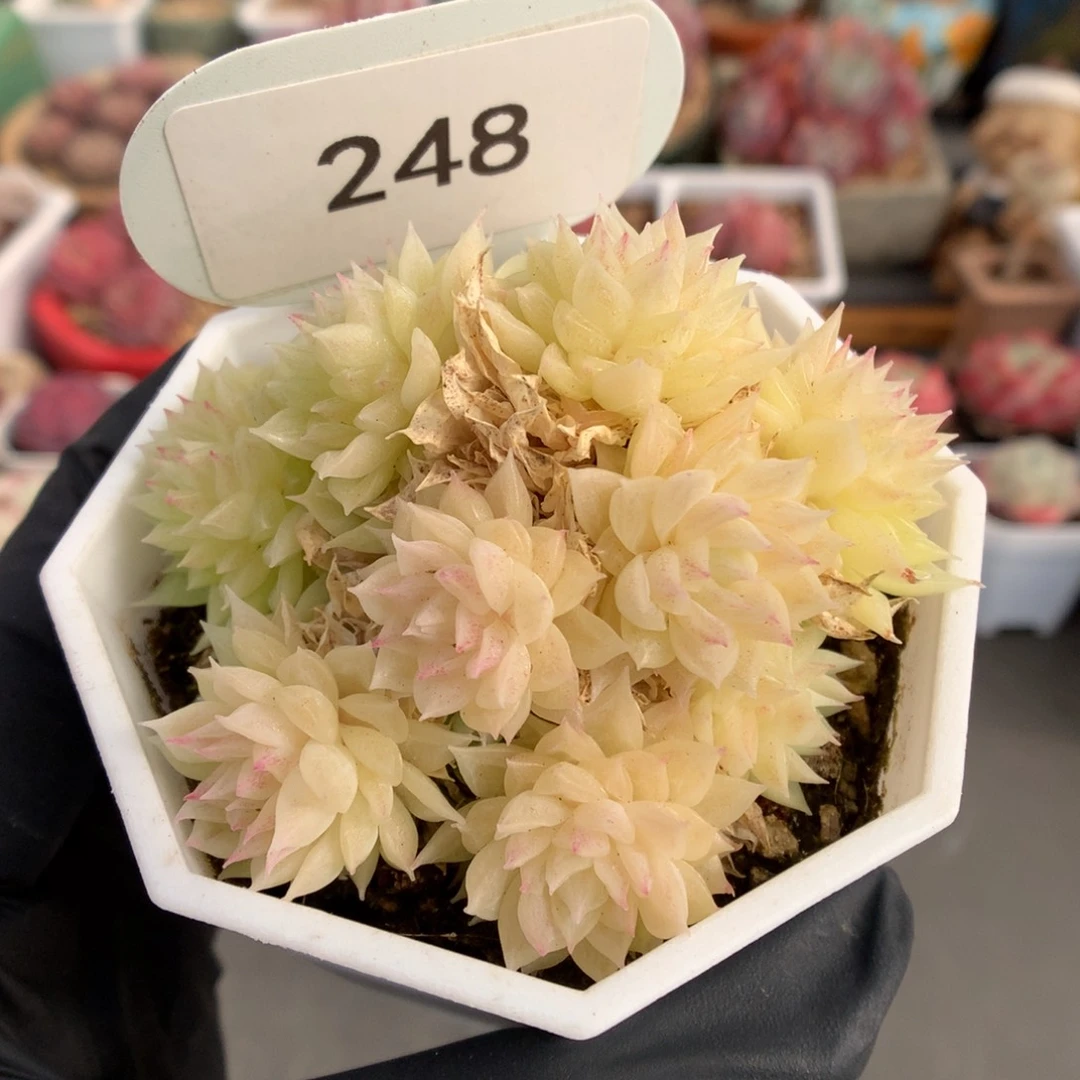 248 荧光黄体麦杆