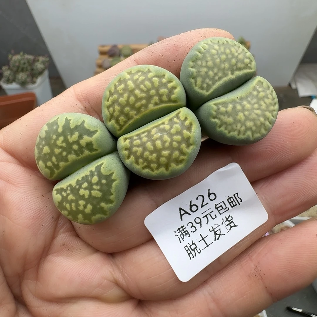 629多肉哈哈哈哈哈哈哈