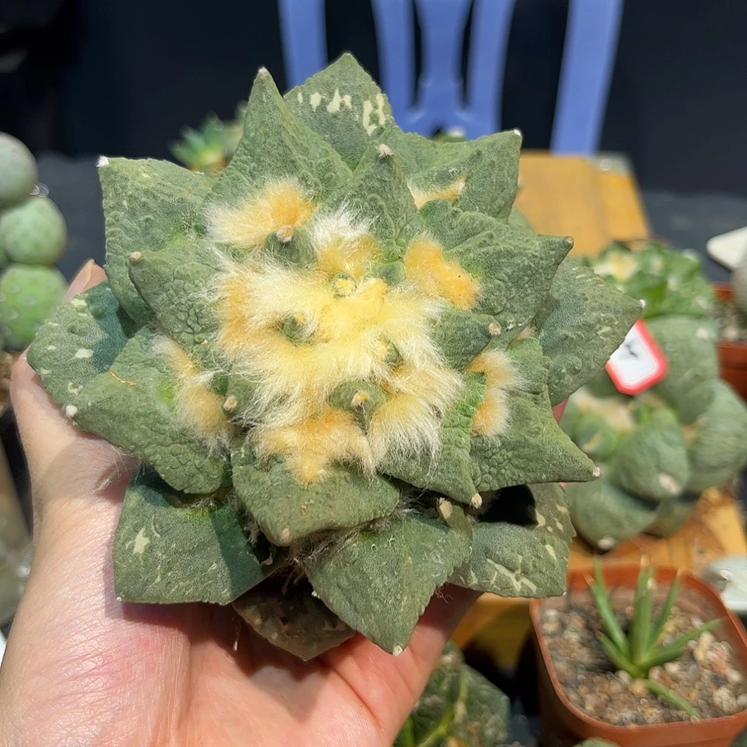 20号自根龙牙怒涛福利