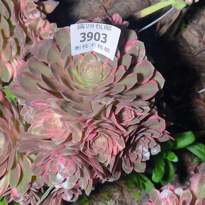 无花朵做****王3903无根黑魔锦多肉植物