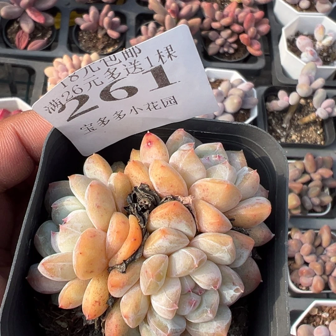 261号不知名 厚梦系列一物一拍