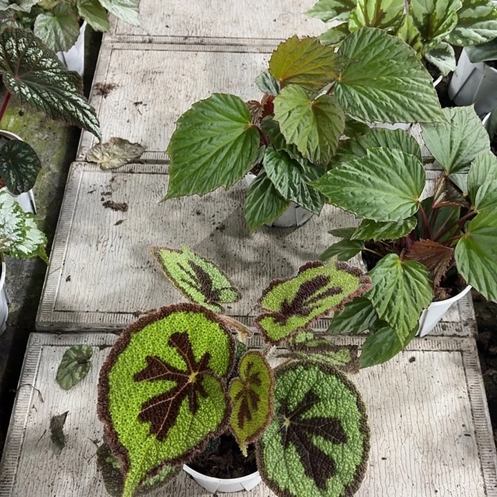 完全开放美文秋海棠