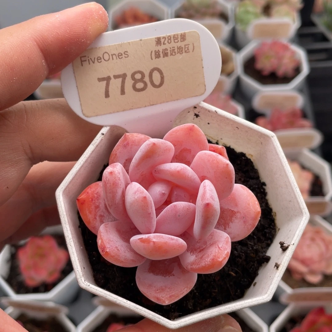 雪糕7780-5.5厘米