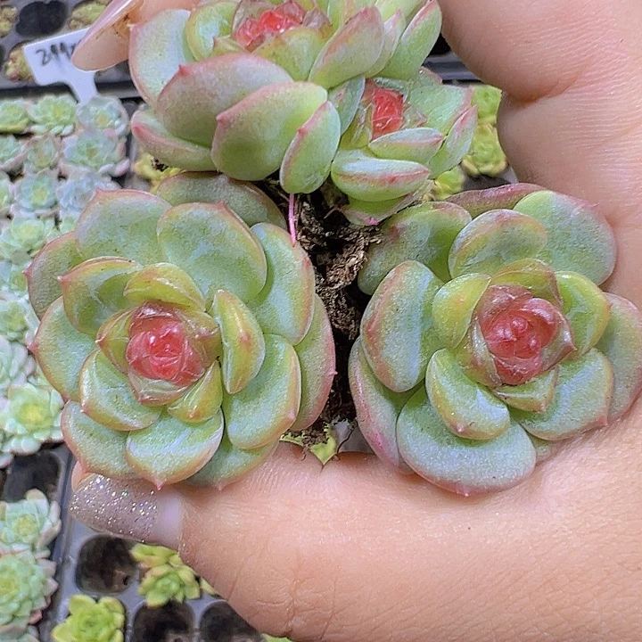 琴心苗3个19包邮多肉植物