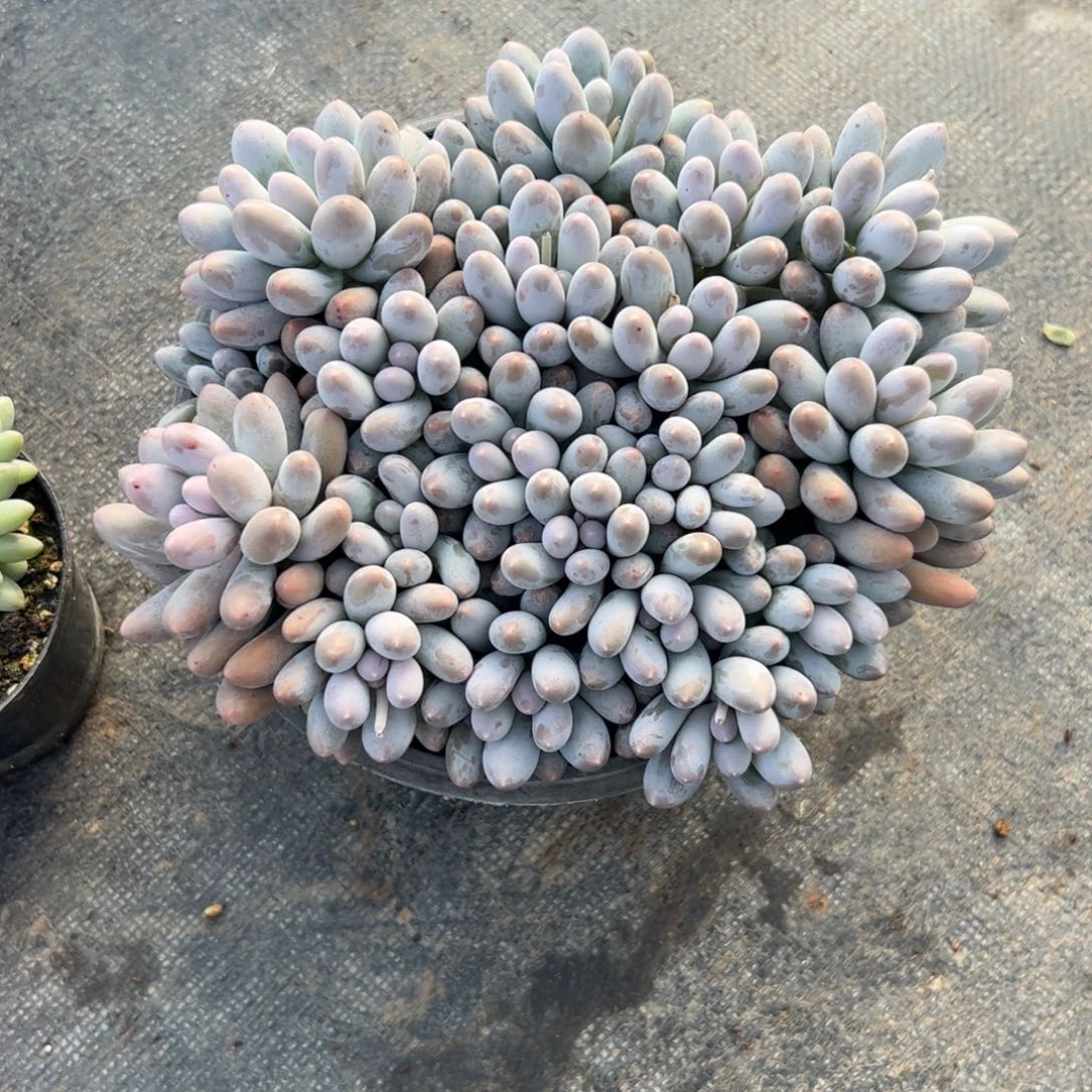 静****汤圆自然群多肉植物