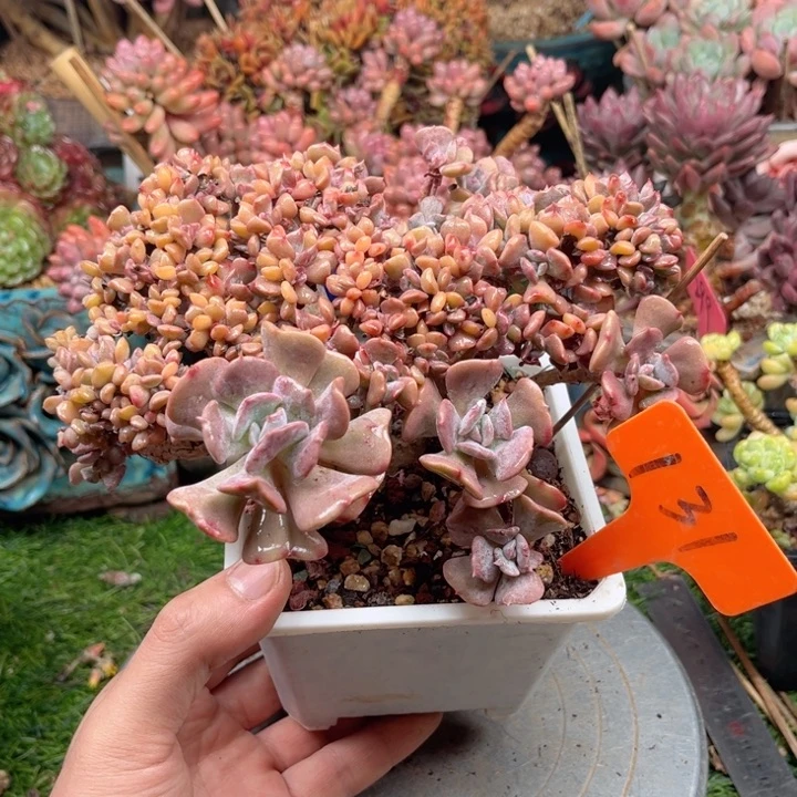 多肉植物一物一拍131