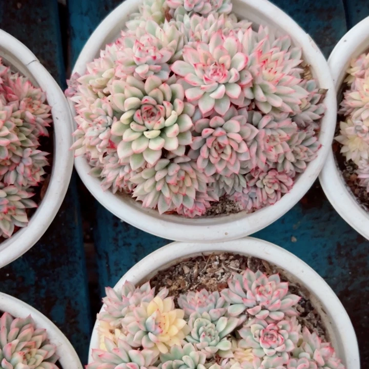 精品多肉植物女雏锦