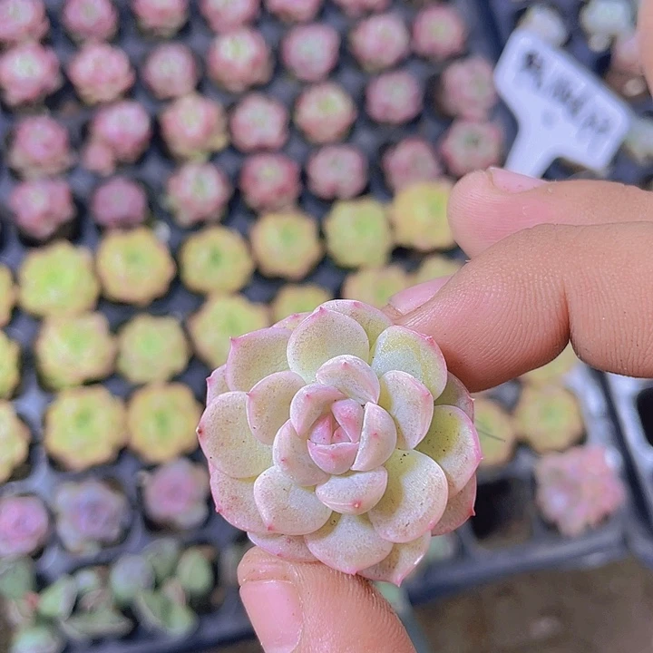 琴心【满10颗包邮】